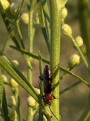 Stenosphenus dolosus
