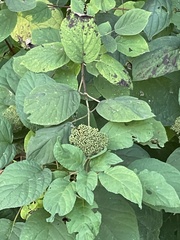 Hydrangea arborescens