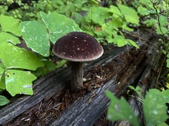 Aureoboletus mirabilis