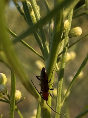 Stenosphenus dolosus