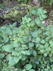 Hydrangea arborescens