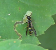Symmorphus canadensis