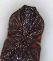 Elateridae