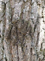 Melanohalea exasperatula