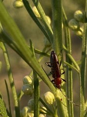 Stenosphenus dolosus
