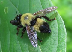 Laphria thoracica