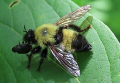 Laphria thoracica