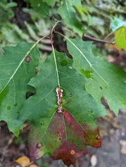 Callirhytis piperoides