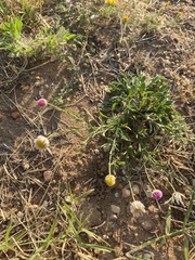 Erigeron modestus
