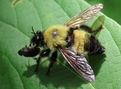 Laphria thoracica
