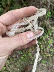 Philothamnus occidentalis