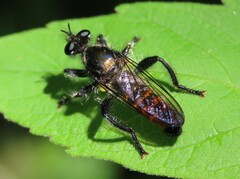Laphria index
