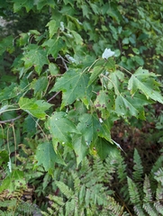 Acer rubrum