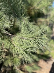Pinus contorta contorta