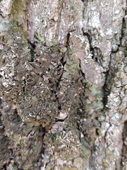 Melanohalea exasperatula