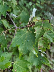 Acer rubrum
