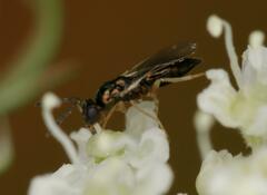 Eulophidae
