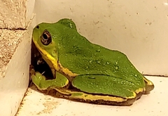 Hyla gratiosa