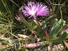 Carpobrotus virescens