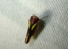 Balcanocerus provancheri