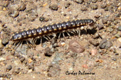 Chondromorpha xanthotricha