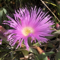 Carpobrotus virescens