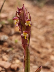 Disa bracteata