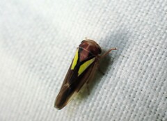 Balcanocerus provancheri