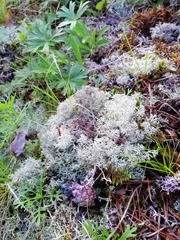 Cladonia stellaris