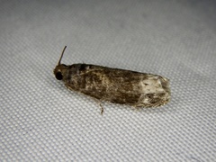 Hystrichoscelus spathanum