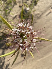 Polanisia dodecandra