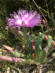 Carpobrotus virescens