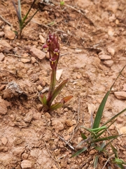 Disa bracteata