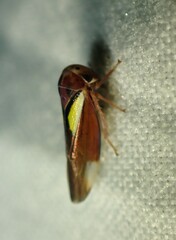 Balcanocerus provancheri