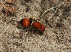 Pseudomethoca simillima