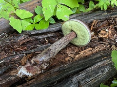 Aureoboletus mirabilis