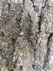 Melanohalea exasperatula