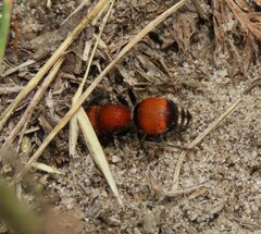 Pseudomethoca simillima