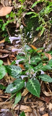 Coleus