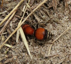 Pseudomethoca simillima