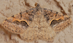 Frederickia s-signata