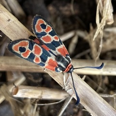Zygaena fausta