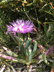 Carpobrotus virescens