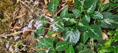 Coleus