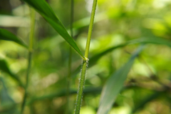 Hordelymus europaeus