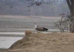 Polemaetus bellicosus