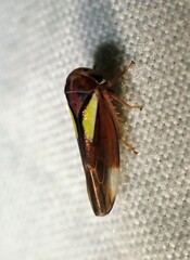 Balcanocerus provancheri