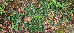 Coleus