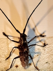 Monochamus