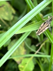 Trilophidia annulata